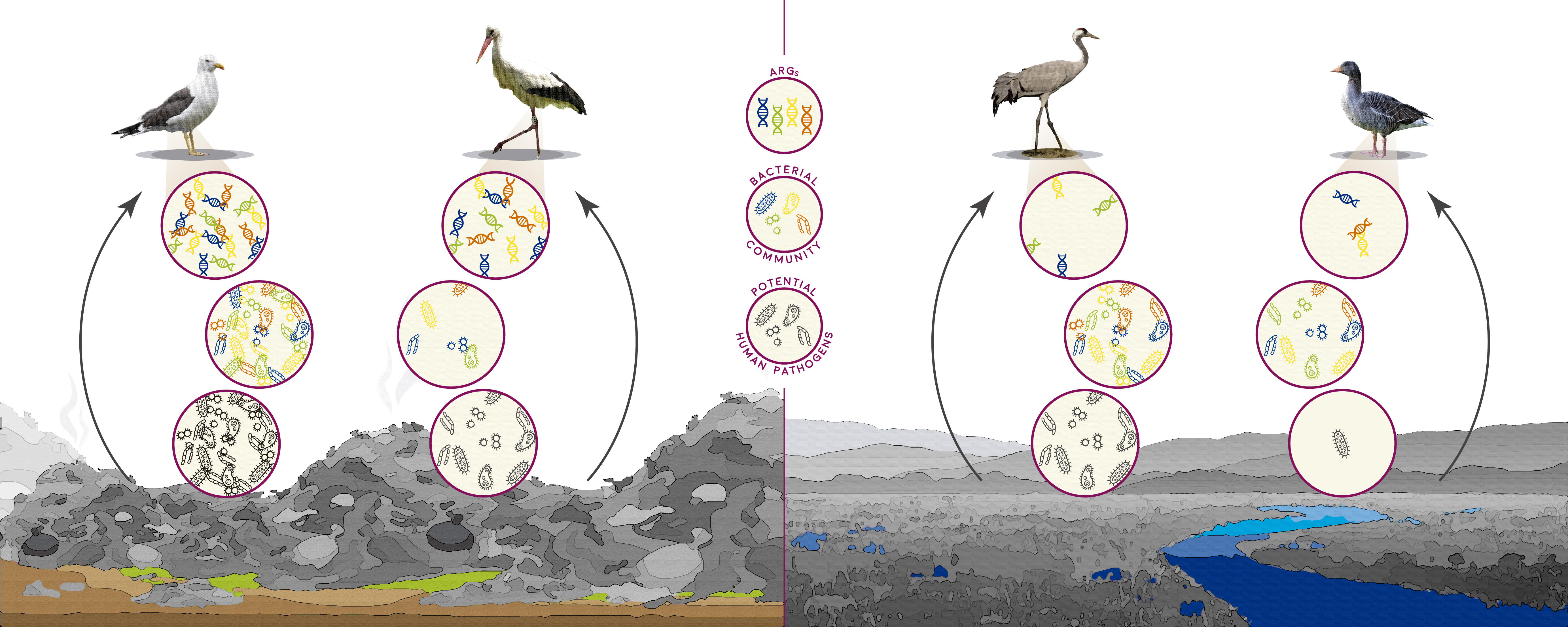 graphical abstract